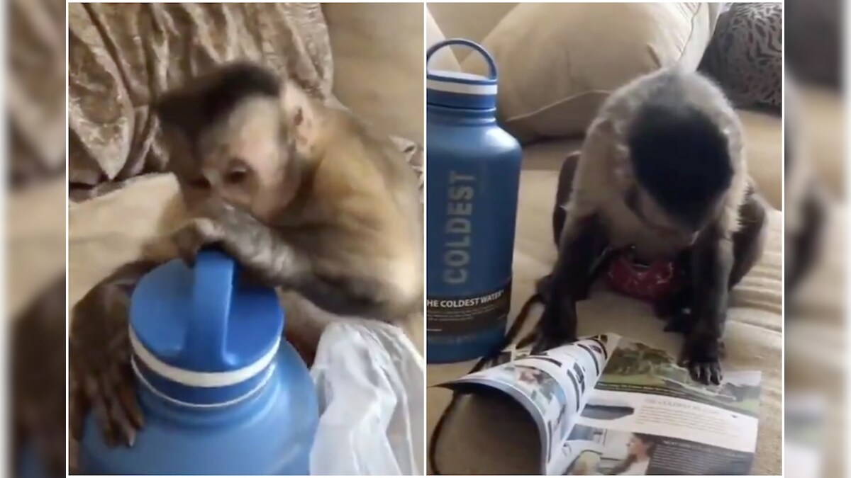 Viral Video of Monkey Unboxing Gift and Reading Instructions Manual Leaves Twitter In Splits