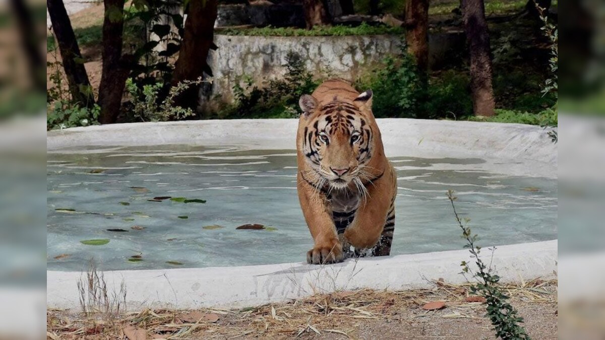 Hyderabad Zoo Names Tiger Cub After Col Santosh Babu Who Lost His Life In Galwan Valley Clash