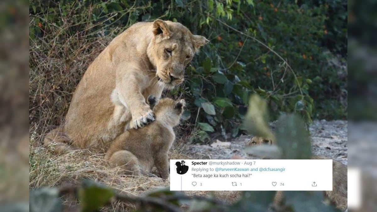 Lioness and Cub Caught in 'Serious' Moment Launch Guessing Game about What They May be Saying