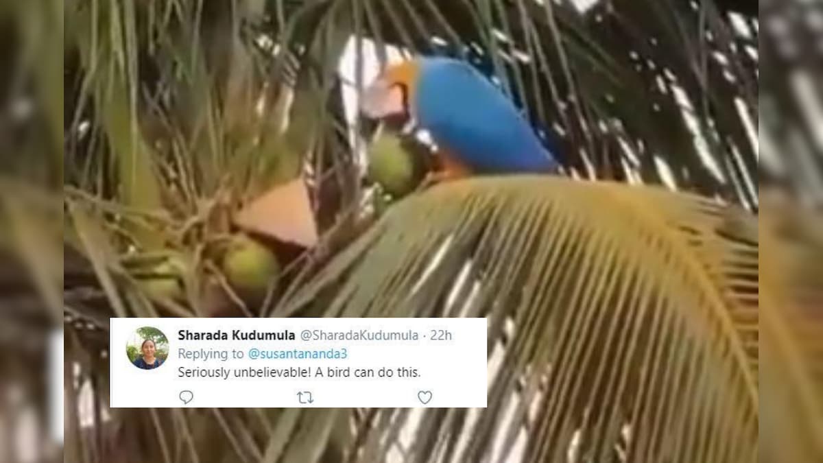 Viral Video of Parched Parrot Sipping Coconut Water While Chilling on a Tree Leaves Twitter Stunned