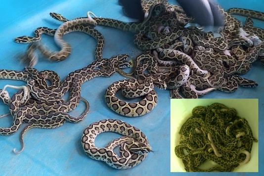 Russell's Viper in Coimbatore Zoo Gives Birth to 33 Snakelets in ...