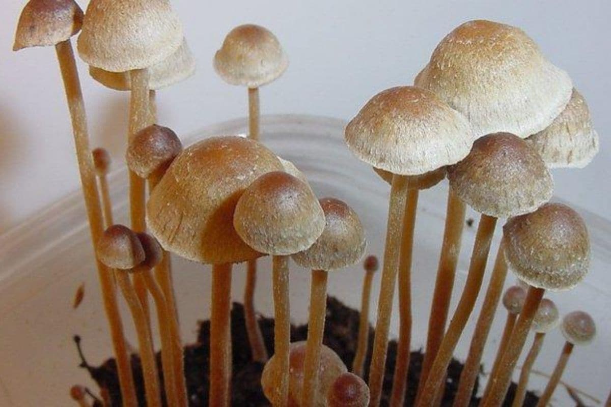 genius mushrooms