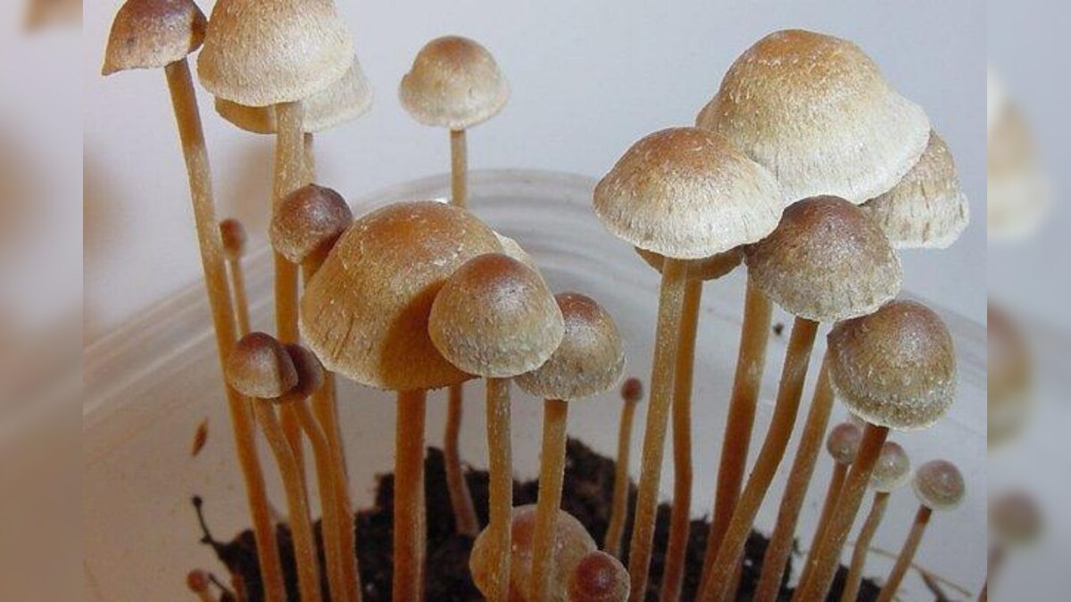 Canada Allows Terminally Sick People to Get High on Psychedelic Mushrooms as Part of Therapy