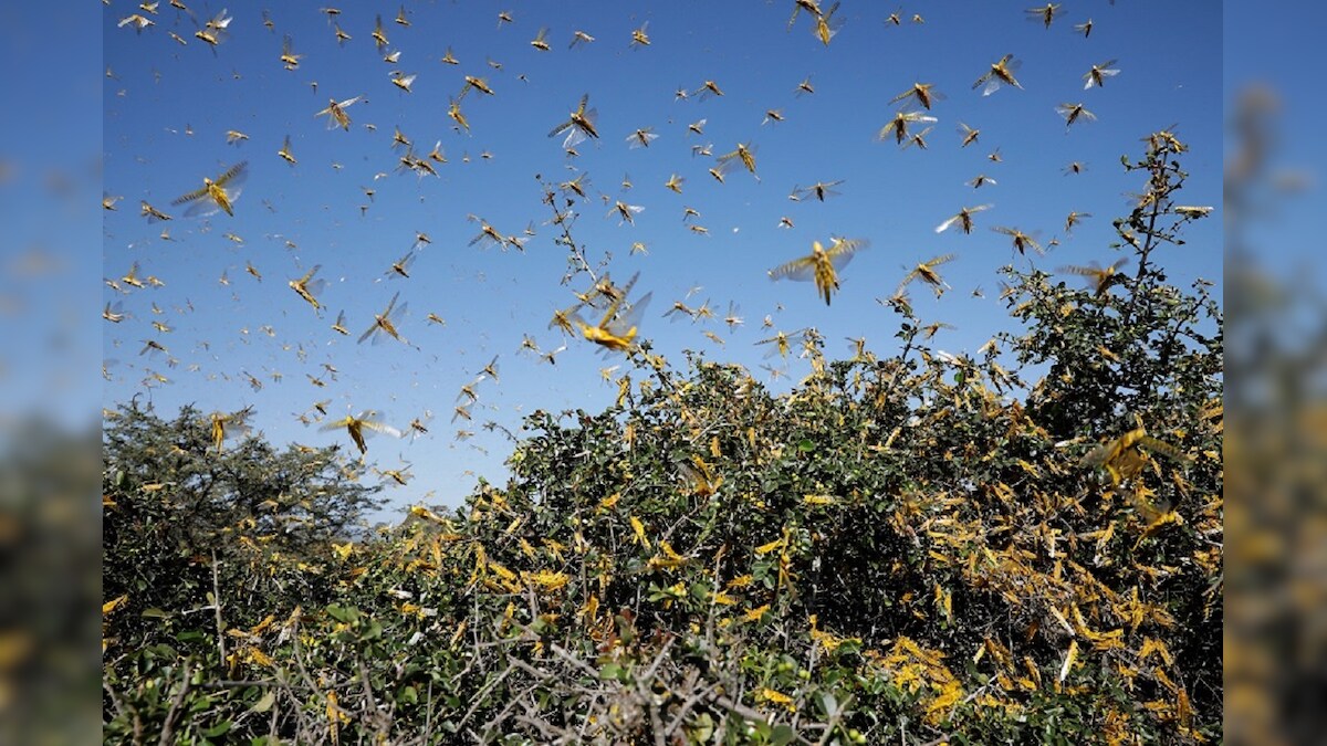 Locust Control Operations Done so Far in Over 5.22 Lakh Hectares Area in 10 States