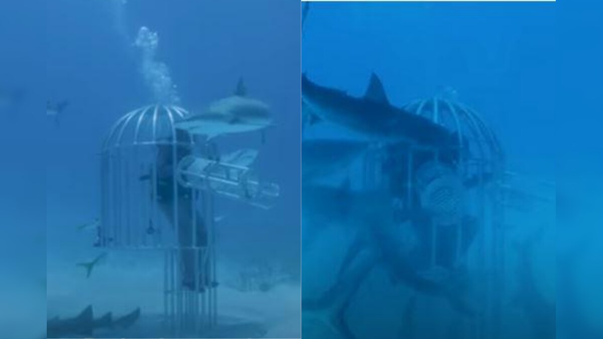 Do Sharks Like Human Blood or Fish Blood? YouTube Experiment Dives Deep