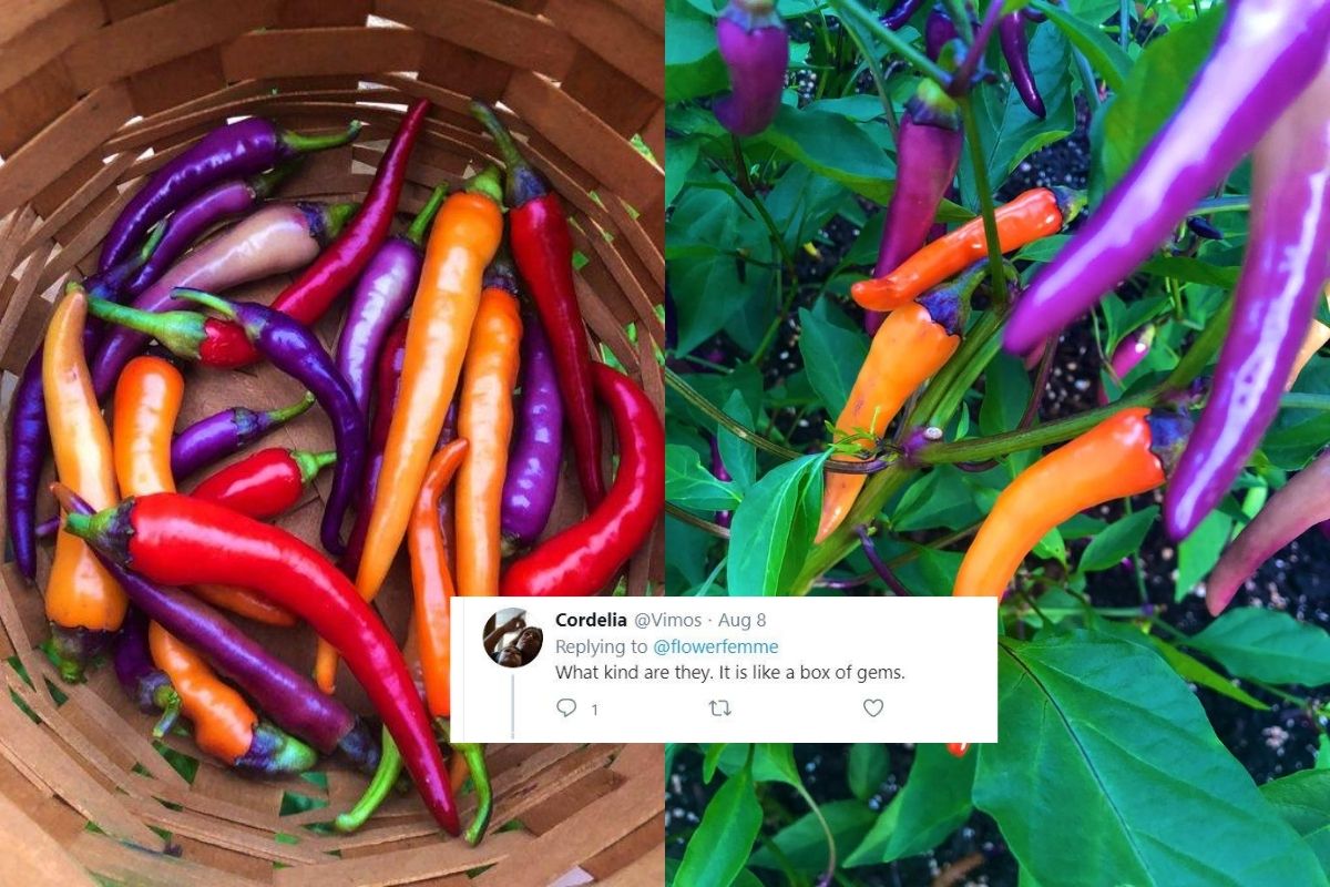 Viral Pictures of Multi-coloured Chillies Have Left Netizens Amused