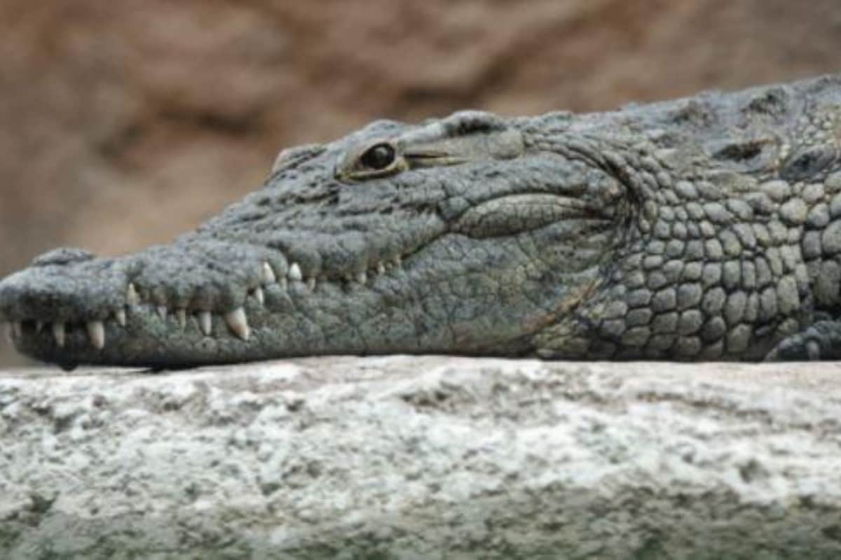 Captured on Camera: Nile Crocodile Chomps on Baby Croc, Drags It Into Water