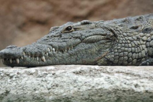 Maharashtra Officials Rescue Crocodile Living in Sewage Water for Three Months in Solapur
