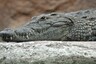 Monstrous Crocodiles 'Deinosuchuas' with Banana-sized Teeth Terrorised Dinosaurs Millions of Years Ago
