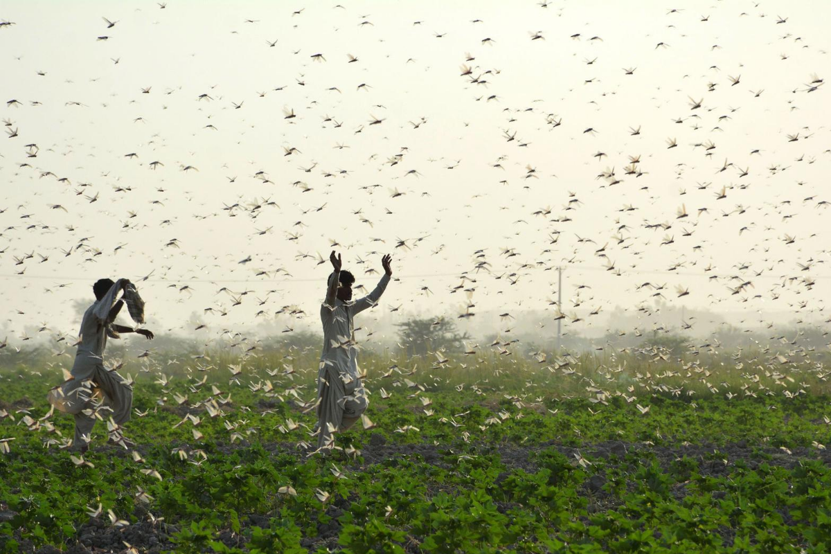 Locust Flocks What Makes Locust Swarms Flock Together Every Year? An Irresistible ...