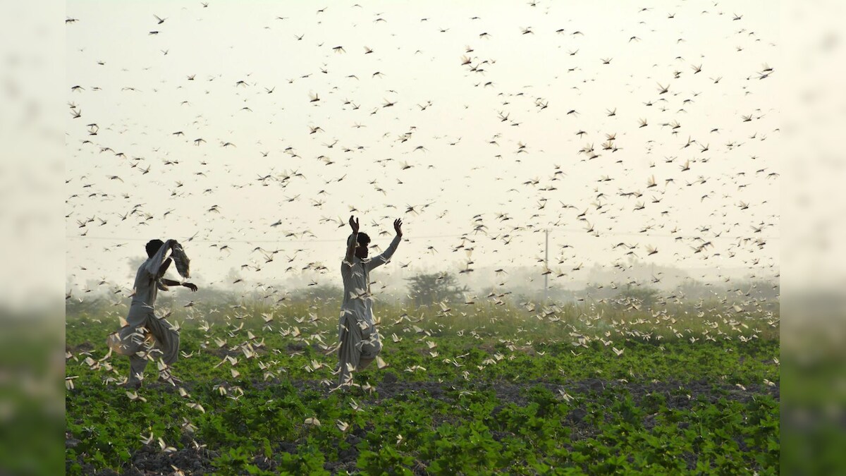 Locust Control Measures Over 5.66 Lakh Hectares in 10 States So Far, Says Centre