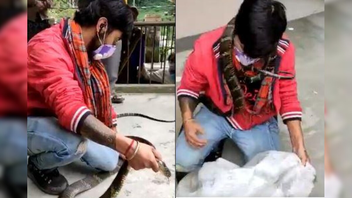 WATCH: Video Of King Cobra Being Rescued From a House in Nainital Will Give You the Chills