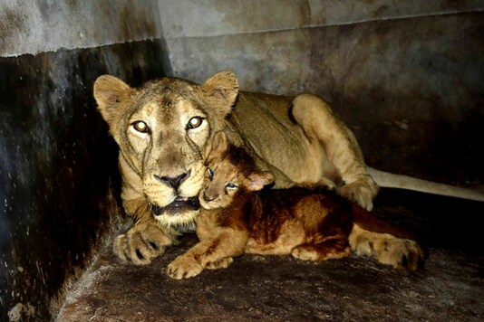 With the birth of Simba, the number of lions in the Assam zoo has increased to three. 