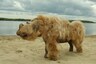 Climate Change, Not Humans, Led to the Extinction of the Woolly Rhino