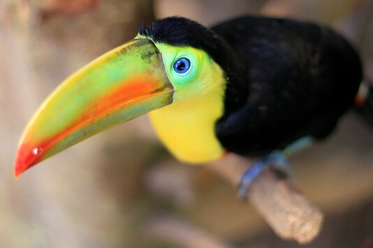 The seized pair of the keel-billed toucan is a colourful Latin American member of the toucan family.  (Representative image: Reuters)