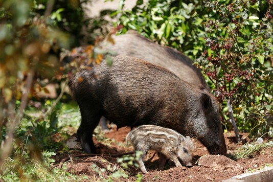 Wild boars roam next to a residential building after the government ordered residents to stay home to fight the spread of coronavirus disease (COVID-19. REUTERS/Ronen Zvulun

