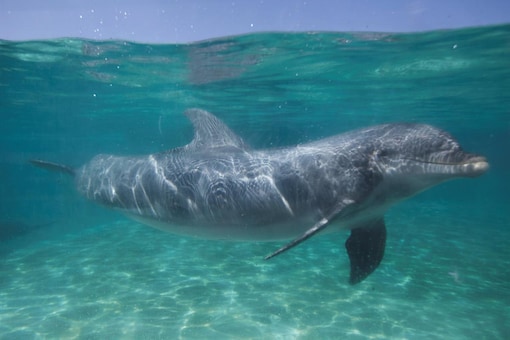 PM Announces Conservation Project in I-Day Speech Years after Gangetic Dolphins Were Declared National Aquatic Animals PM Announces Conservation Project in I-Day Speech Years after Gangetic Dolphins Were Declared National Aquatic Animals
