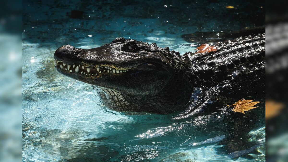 Meet Muja, World's Oldest Captive Alligator, Who Survived Multiple Bombings and World War II