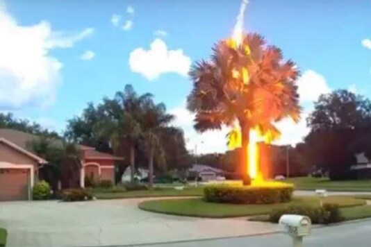 Lightning strikes palm tree despite clear blue sky above. Credits: Youtube 