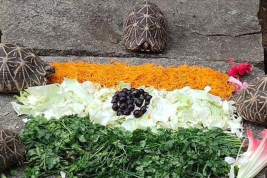 Bengaluru Zoo Animals Treated to Special Tricolor Food to Mark ...