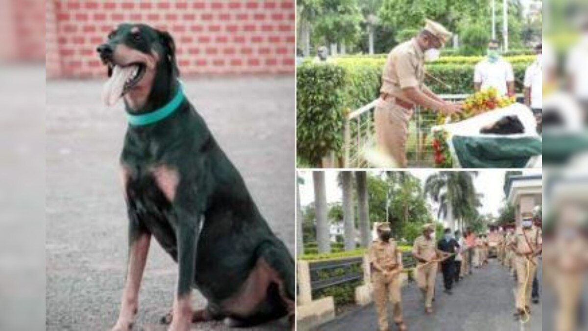 The Best Boy? Maharasthra Police Dog Who Helped Solve 365 Cases Paid Tribute After Demise