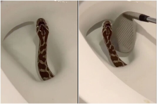 Rat snake | Image credit: Twitter