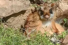 'Shocking': Squirrel Causes Blackout after Accidentally Running Across Electric Equipment in US Town