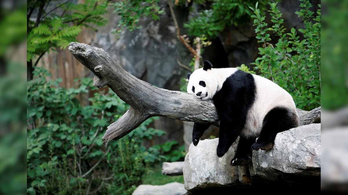 Giant Panda Mei Xiang Gives Birth To Healthy Cub In Washington Zoo In A