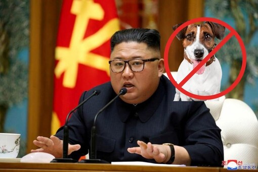 can i take my dog to korea