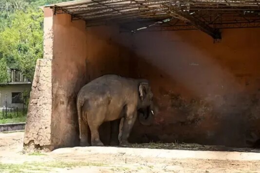 Elephant Living in Chains for 30 Years in a Pakistani Zoo to be ...