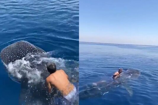 Saudi Stunt Man Jumps on Rare Whale Shark and Rides on its Fin ...