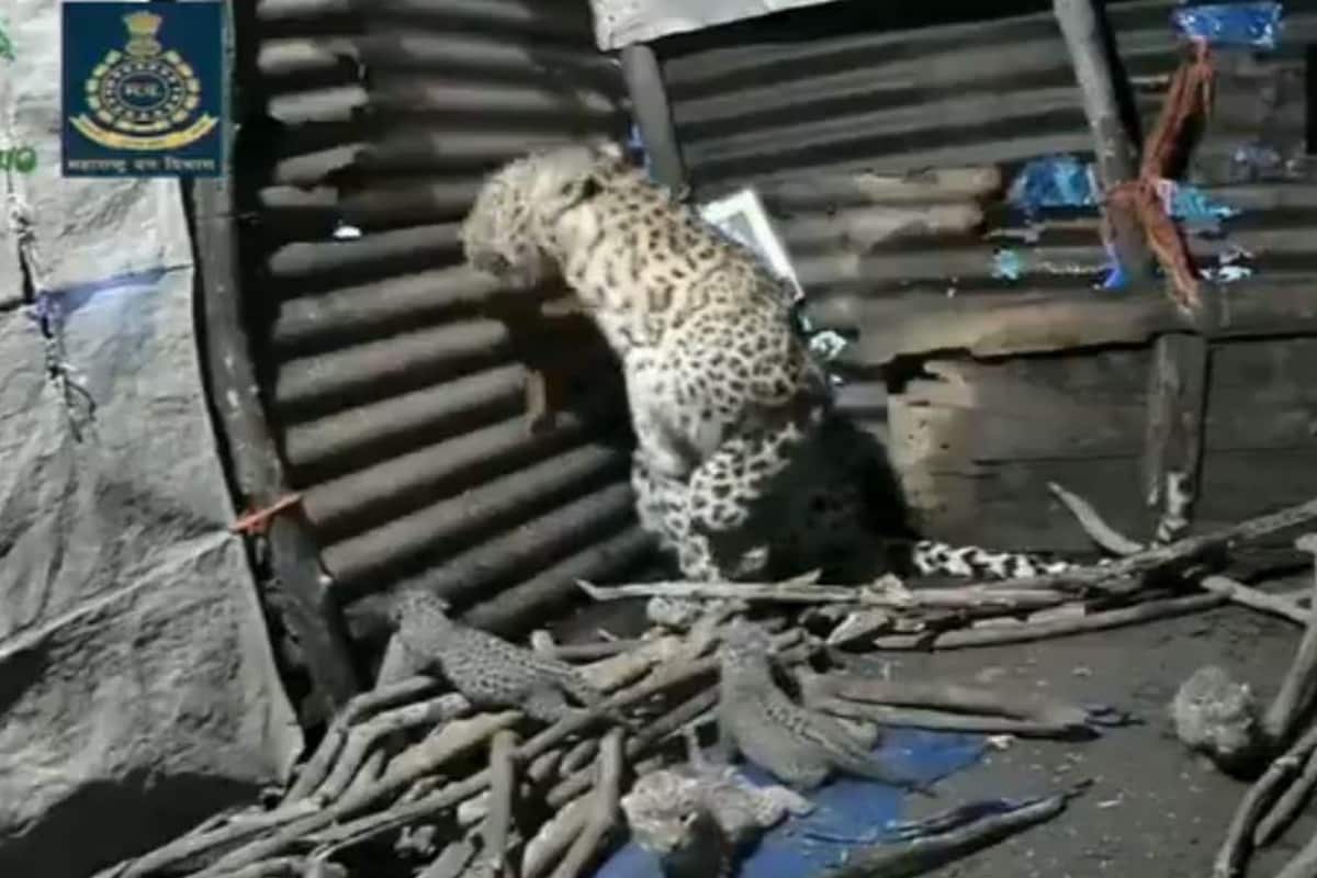 Leopardess Gives Birth Inside a Hut in Nashik, Adorable Video ...