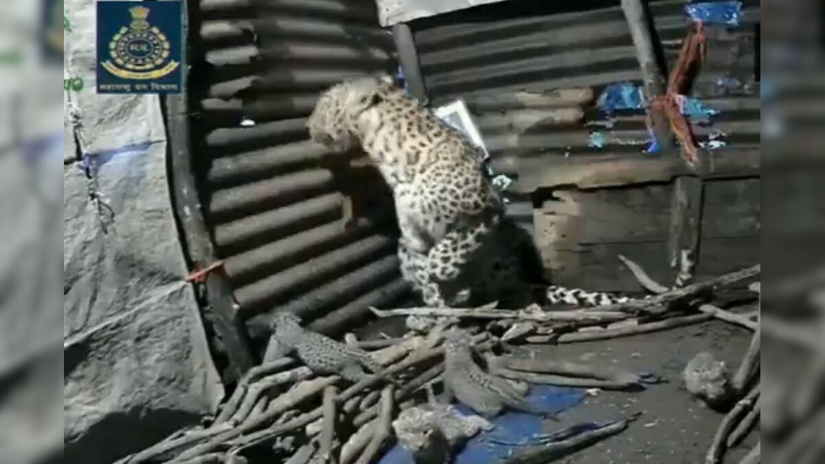 Leopardess Gives Birth Inside a Hut in Nashik, Adorable Video Shows 4 Cubs Playing Around