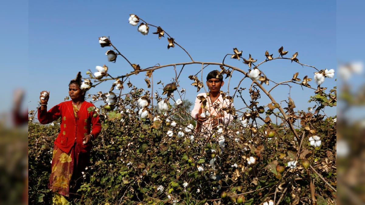 India Expects to Sell 1.5 Million Bales of Cotton to Bangladesh to Cut Record Closing Stock: CCI CMD