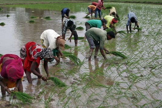 Farmers plant saplings in a rice field on the outskirts of Ahmedabad, India, July 5, 2019. REUTERS/Amit Dave
