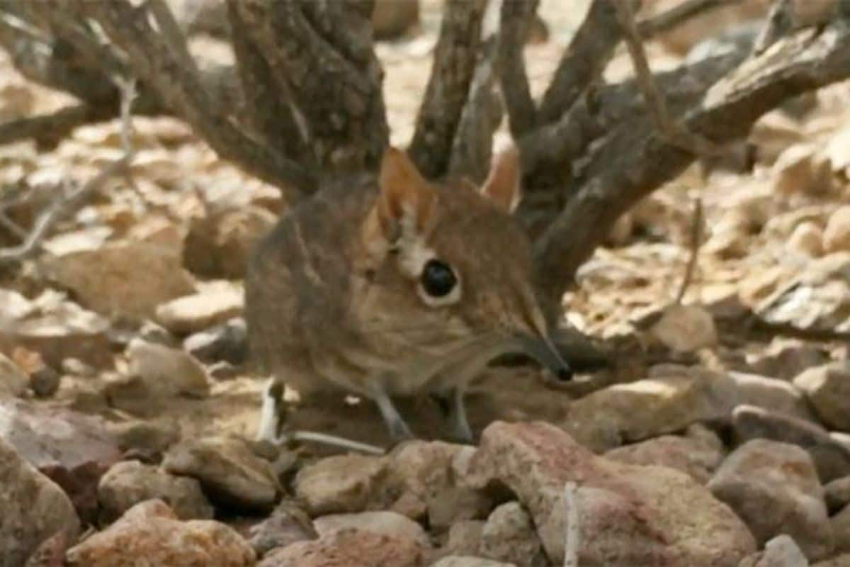 Spotted Shrew 