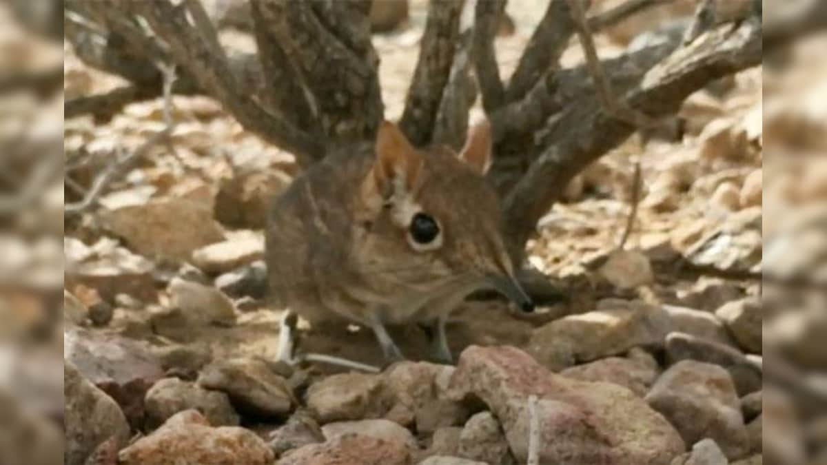 Tiny Elephant Shrew, Thought to be Missing for 50 Years, Finally Spotted in Africa