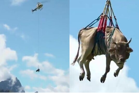 A Swiss farmer decided to use a helicopter to airlift one of his beloved bovines down the mountain. Credits: Twitter 