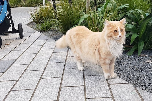 Photo of Mittens, source: Twitter
