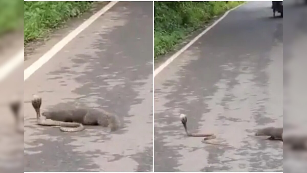 Snake and Mongoose Battle it Out in the Middle Of a Road. Guess Who Won the Fierce Fight?