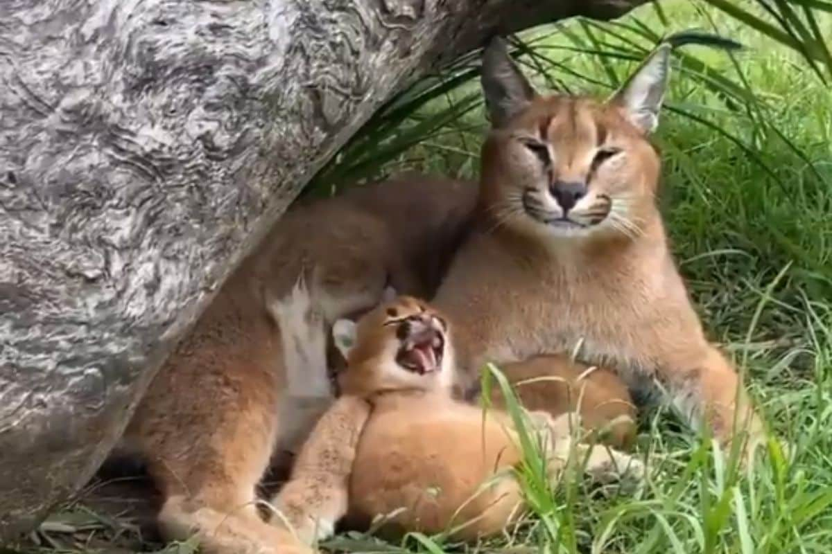 Watch: Baby Wildcat Yawning After its Mother in Adorable Video Shows