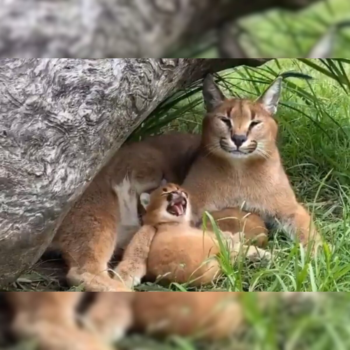 Watch Baby Wildcat Yawning After Its Mother In Adorable Video Shows That It Is Infectious
