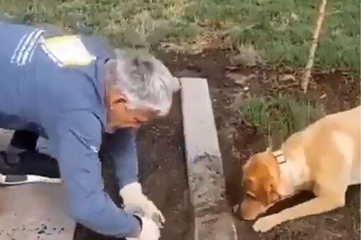 Good Boy': Pet Dog Helps Man in Gardening in This Adorable Viral Video