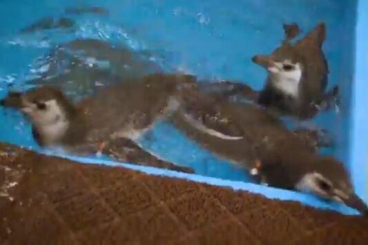 Video grab of baby penguins swimming.
(Credit: Twitter/ @shedd_aquarium)