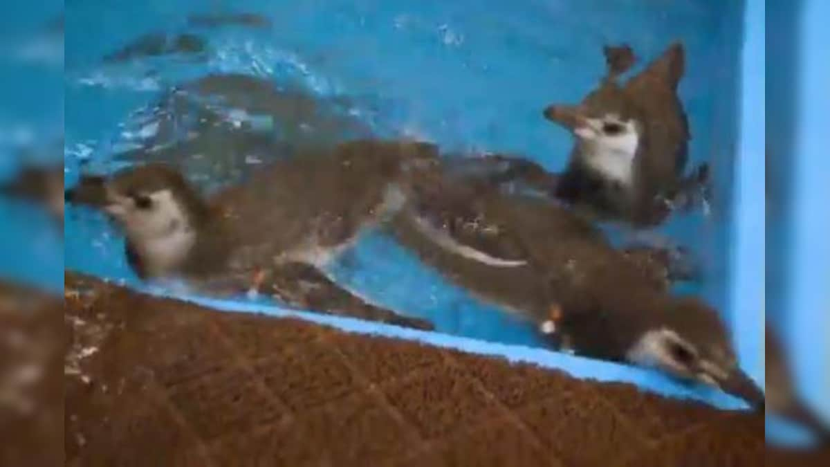 Watch: Baby Penguins Enjoy Their First Swim in a Chicago Aquarium in This Adorable Video