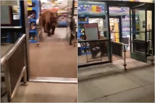 bear making store