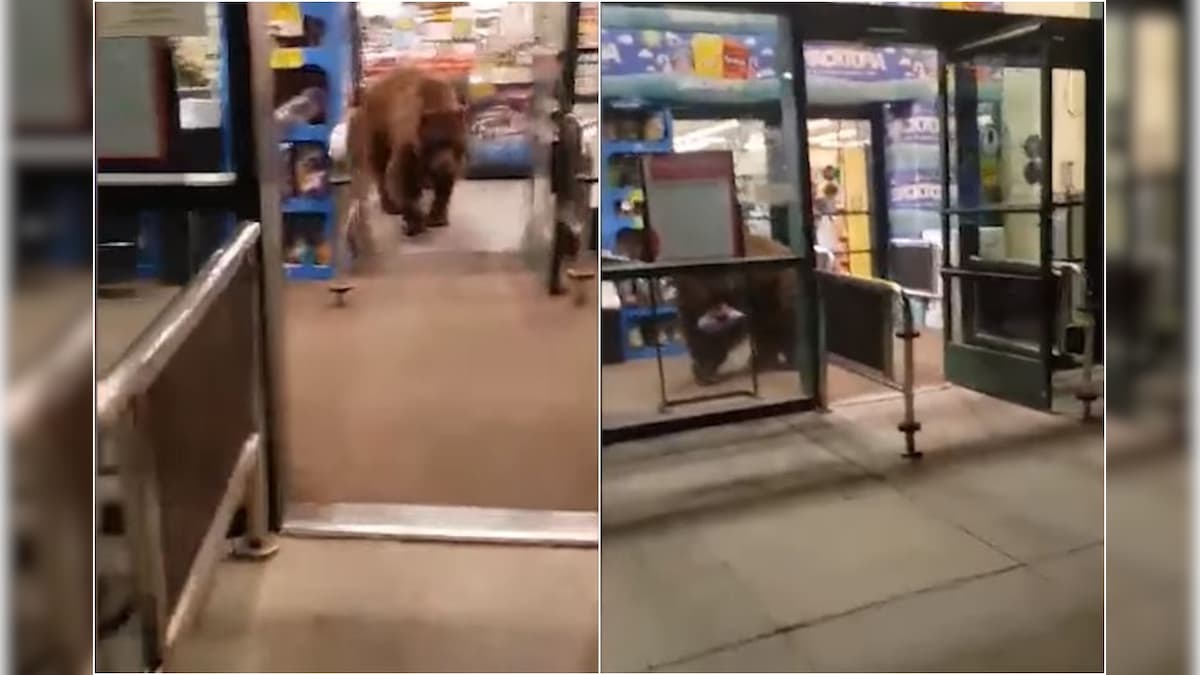 We are All Chips Lovers Unless This Bear Comes out of a Grocery Store With a Packet of Crisps