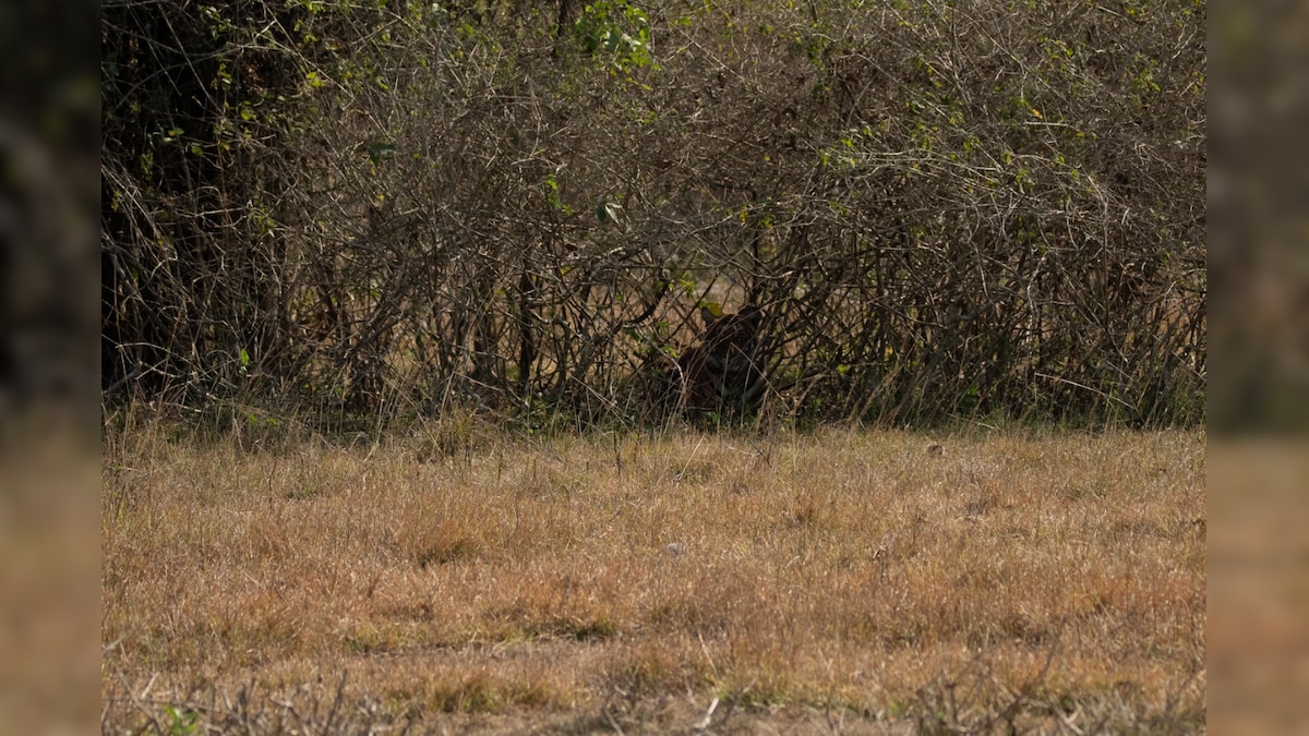 Tiger Camouflaged in Bushes Will Make You Rub Your Eyes. Can You Spot it?