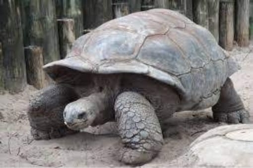 Slow and Steady: A 68 Kg Giant Turtle Which Escaped from Home Has Been ...