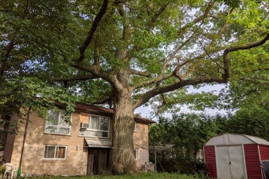 An oak tree estimated to be about 300 years old, or twice as old as modern Canada itself, is seen on July 12, 2020 in North York, Ontario. | Olivier MONNIER / AFP Photo. An oak tree estimated to be about 300 years old, or twice as old as modern Canada itself, is seen on July 12, 2020 in North York, Ontario. | Olivier MONNIER / AFP Photo.